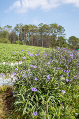 flowers in the garden