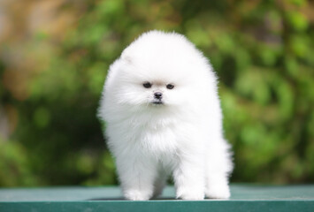 Obraz premium lovely Pomeranian Spitz in the green garden