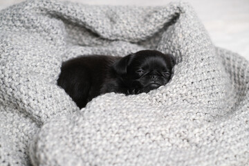 Cute baby puppy sleeping. Pug or brabanson dog with funny face