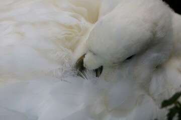 Obraz premium Oie blanche