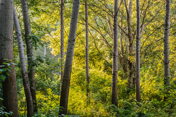 The forest along the Danube river illuminated by the afternoon sun.