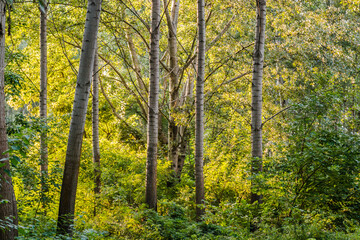 The forest along the Danube river illuminated by the afternoon sun.