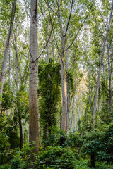 Forest by the Danube river in summer. The forest along the Danube river illuminated by the afternoon sun.