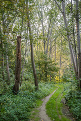 The forest along the Danube river illuminated by the afternoon sun.