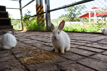 cute little bunny in the cage