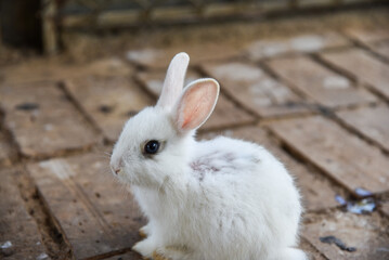 cute little bunny in the cage