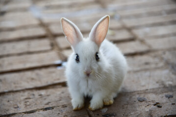 cute little bunny in the cage