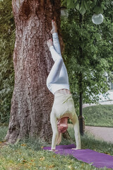 A young beautiful slender girl with long blonde hair does yoga in the summer in nature by the pond in the park.Headstand