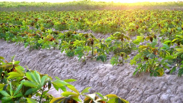 small cassava tree on the ground at a cassava field backlit by the golden yellow sun.