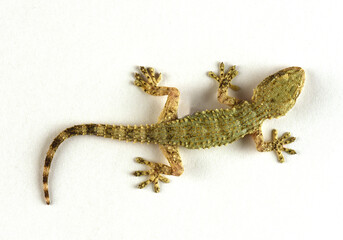Tarantola mauritanica