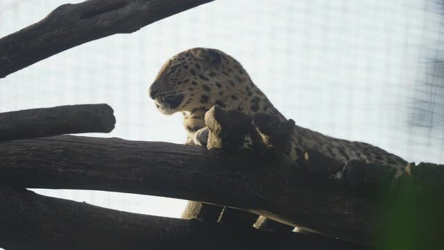 Portrait of Amur leopard (Panthera pardus orientalis) resting on a tree at the zoo