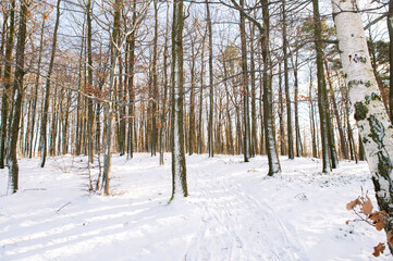 winter forest in the snow