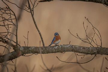 Male Eastern Bluebird perched on a tree branch