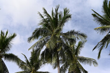 Fototapeta na wymiar Coconut palms in the jungle of the Philippines against the blue sky.