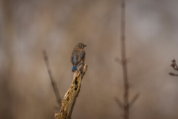 Female Eastern Bluebird perched on a dead tree branch