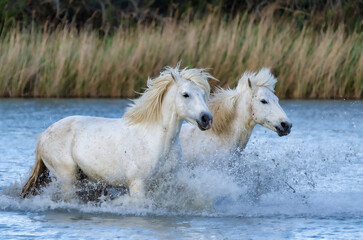 Fototapeta na wymiar white horses runs gallop in water of Camargue France