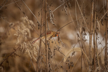 Female Northern Cardinal eats seeds from a dried plant