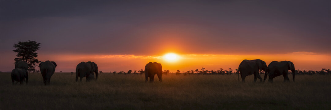 Panorama of African elephants (Loxodonta africana) silhouetted at sunset, Maasai Mara National Reserve; Kenya