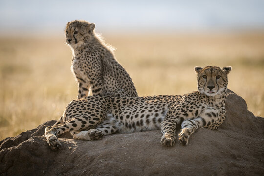Backlit cheetah (Acinonyx jubatus) beside cub on termite mound, Maasai Mara National Reserve; Kenya