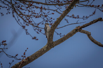 Hairy Woodpecker looks for grubs on a tree branch