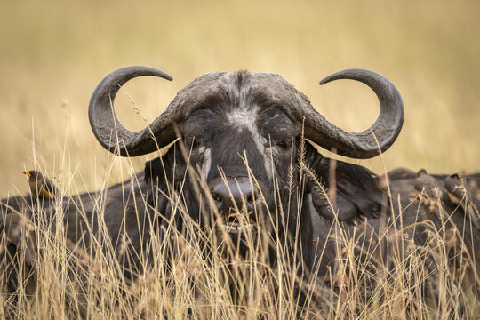 Close-up of African buffalo (Syncerus caffer)head through grass, Maasai Mara National Reserve; Kenya