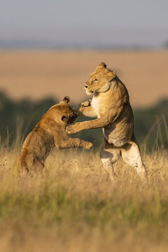 Two lionesses (Panthera leo) play fighting on hind legs, Maasai Mara National Reserve; Kenya