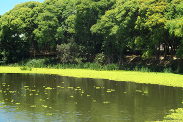 River urban reserve landscape with rest of plants
