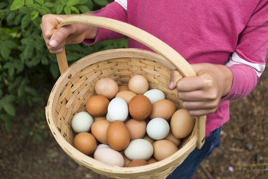 A Girl Holding A Basket Of Fresh Eggs; Salmon Arm, British Columbia, Canada