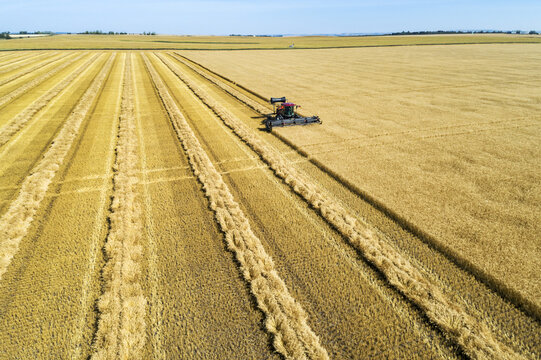 Aerial view of a swather cutting a golden barley field with blue sky; Beiseker, Alberta, Canada