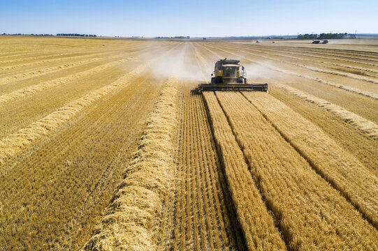 A combine harvesting a golden barley field with blue sky; Beiseker, Alberta, Canada