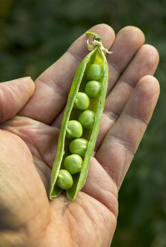 Close-up of a male's hand holding an opened green pea pod filled with peas; Erickson, Manitoba, Canada