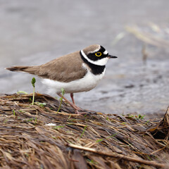 Little Ringed Plover