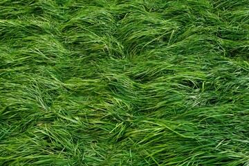 green grass background