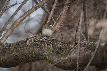 Dark-eyed Junco perched on a tree branch
