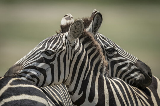 Close-up of Plains zebra (Equus quagga) resting on another, Serengeti National Park; Tanzania