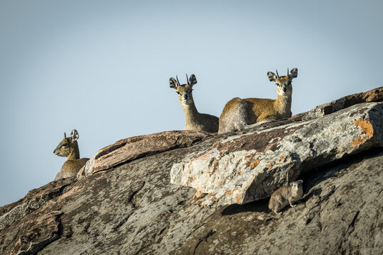 Three klipspringer (Oreotragus oreotragus) and rock hyrax (Procavia capensis) on rock, Serengeti National Park; Tanzania