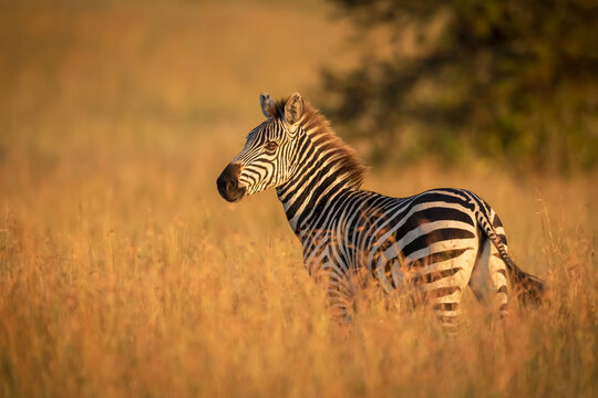 Plains zebra (Equus quagga) stands in grass watching camera, Serengeti National Park; Tanzania