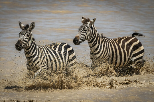 Two plains zebra (Equus quagga) trot through shallow lake, Serengeti National Park; Tanzania