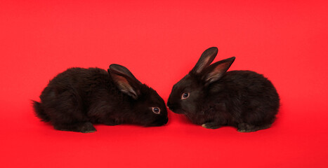 Close-up of two cute black rabbits isolated on red background. Baby animals. Farm. Small bunny. Christmas card. Pair of animals. Love. Valentines day holiday. Symbol of Easter and Chinese calendar