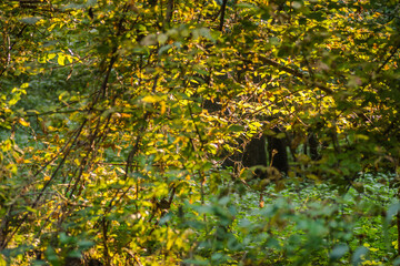 Bunches of white grapes on the vine, ripe for the annual harvest.