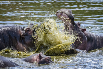 Close-up of hippo (Hippopotamus amphibius) splashing another in water, Serengeti; Tanzania