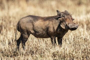 Common Warthog Phacochoerus Africanus Eyes