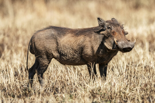 Common warthog (Phacochoerus africanus) eyes camera in burned grass, Serengeti; Tanzania - Powered by Adobe