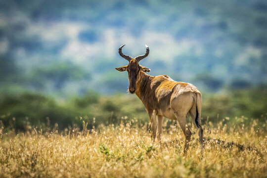 Coke's hartebeest (Alcelaphus buselaphus cokii) standing on mound watching camera, Serengeti; Tanzania