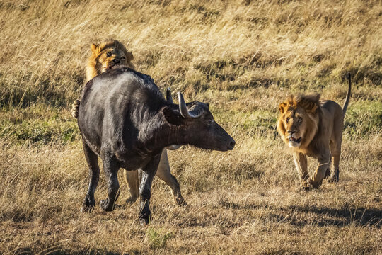 Male lion (Panthera leo) bites Cape buffalo (Syncerus caffer) from behind with another lion nearby, Serengeti; Tanzania