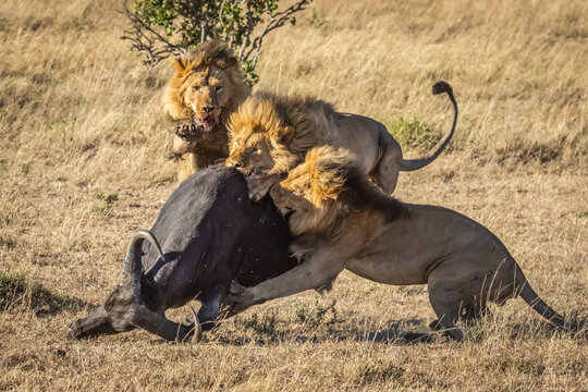 Three male lions (Panthera leo) take down Cape buffalo (Syncerus caffer), Serengeti; Tanzania - Powered by Adobe