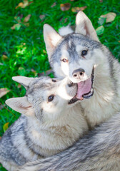 Beautiful siberian husky puppy in the park