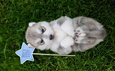 Husky puppies with funny stickers