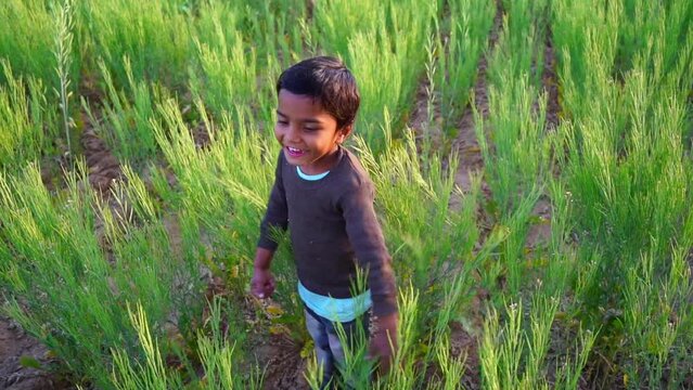 Indian cute and innocent little boy playing with green mustard plants at countryside field. Full HD