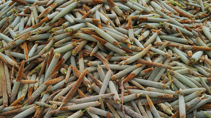 Harvesting Millet corns heap in green field.